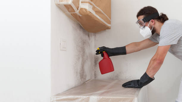 Professional Attic Mold Remediation technician working in Springfield, PA